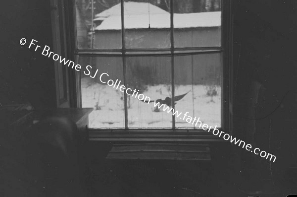 JACKDAWS AT WINDOW